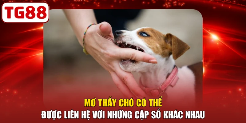 Mơ thấy chó có thể được liên hệ với những cặp số khác nhau